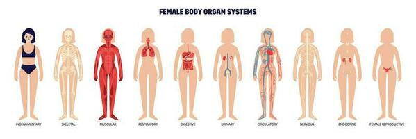 Female Body System Set vector