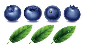 Realistic Blueberry Set vector