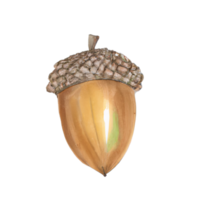 bellotas aislado en blanco ai generativo png