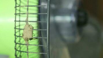 wespen draag- bodem naar nest in de huis Oppervlakte Aan de ventilator zijn klein, zweven en gevaarlijk schepsels voor mensen, en het is hun ecosysteem dat nesten voor wormen en groeit in hun eigen soorten. video