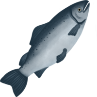 cute salmon cartoon png