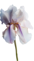 Amazing Image of Blossom Iris Flower on Transparent Background. . png