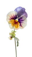 Watercolor Pansy Flower on Transparent Background. . png