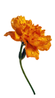 sbalorditivo macro Immagine di acqua goccioline garofano fiore nel cromo giallo colore. generativo ai. png