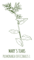 disegni di maria lacrime . mano disegnato illustrazione. latino nome polmonare officinalis l. png