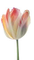 schön Mehrfarbig Tulpe Blume auf png Hintergrund. generativ ai.