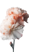 Amazing Image of Beautiful Carnation Flower on Transparent Background. . png