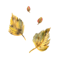 Yellow, autumn birch leaves with brown spots. Watercolor illustration, hand drawn. Isolated objects png