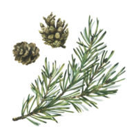 Pine branch with green needles and a cone, forest plants for winter and christmas decor. Watercolor illustration, hand drawn. Isolated objects png