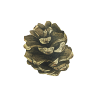 Pine cone is brown. Watercolor illustration, hand drawn. Isolated object png