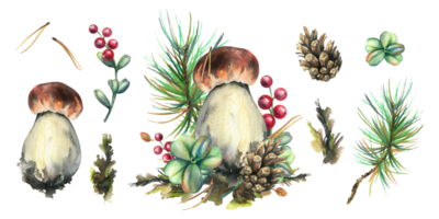 A set of forest mushrooms, boletus, chanterelles and blueberries, lingonberries, twigs, cones, leaves. Watercolor illustration, hand drawn. Isolated png