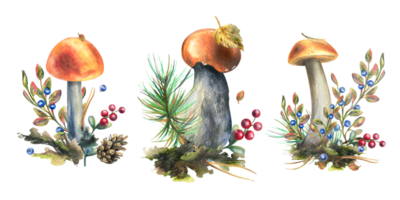 en uppsättning av skog svamp, boletus, kantareller och blåbär, lingon, kvistar, kottar, löv. vattenfärg illustration, hand ritade. isolerat png