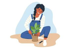 Cartoon woman growing plants. Transplanting ficus in a pot. Vector isolated flat illustration.