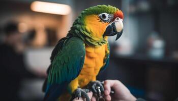 Vibrant macaw perching on branch, eating food photo