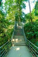 walk way in the forest photo