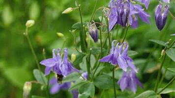 humla på en lila akleja blomma, långsam rörelse video