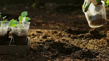 un mujer vierte fertilizante dentro el suelo. planta brócoli en el suelo. brócoli plántulas video