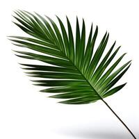 decorative Green palm leaf isolated on white, generative ai generated photo