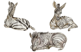 zebra ilustração, aguarela mão desenhado tropical animal . png