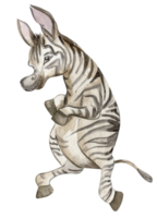 Zebra illustration, Watercolor hand drawn tropical animal . png