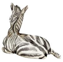 Zebra illustration, Watercolor hand drawn tropical animal . png