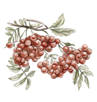 Autumn illustration of a red rowan. Hand drawn illustration of autumn. png