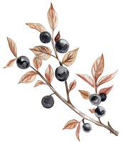 Autumn illustration of a blueberry. Hand drawn illustration of autumn. png