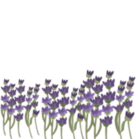 vattenfärg lavendel- blomma krans png