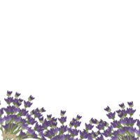 acquerello lavanda fiore ghirlanda png