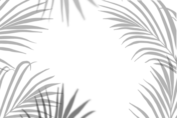 Palm Tree Shadow PNGs for Free Download