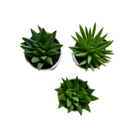 Potted plant top view collection, set of potted plants top view  on transparent background, Succulent plants top view , Indoor potted plants, Photography potted plant png