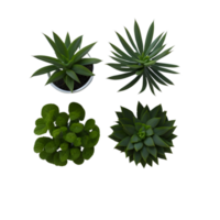 Potted plant top view collection, set of potted plants top view  on transparent background, Succulent plants top view , Indoor potted plants, photography potted plant png