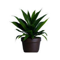 Potted plant isolated, potted plant on transparent background, Succulent plants , Indoor potted plants, photography potted plant png