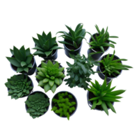 Potted plant top view collection, set of potted plants top view  on transparent background, Succulent plants top view , Indoor potted plants, photography potted plant png