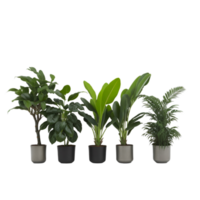 Potted plant isolated collection, set of potted plants on transparent background, Succulent plants, Indoor potted plants,  photography potted plant png