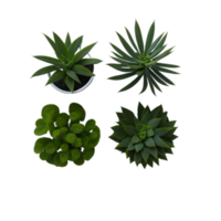 mis en pot plante Haut vue collection, ensemble de mis en pot les plantes Haut vue sur transparent arrière-plan, succulent les plantes Haut vue , intérieur mis en pot végétaux, la photographie mis en pot plante png