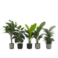 Potted plant isolated collection, set of potted plants on transparent background, Succulent plants, Indoor potted plants,  photography potted plant png
