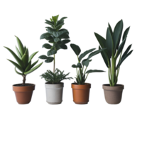 Potted plant isolated collection, set of potted plants on transparent background, Succulent plants, Indoor potted plants,  photography potted plant png