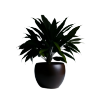 in vaso pianta isolato, in vaso pianta su trasparente sfondo, succulento impianti , interno in vaso impianti, fotografia in vaso pianta png