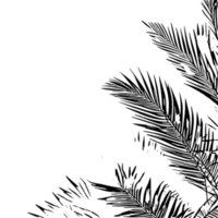 Palm leaves black outline border with transparent  background, palm tree leaves, palm leaves  silhouette, palm leaves sketch outline png