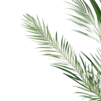 palm leaves background, palm leaves border, green leaves background, green background, green leaves border, green leaf border on transparent background png