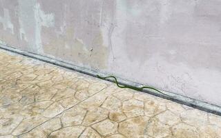 Green poisonous snake reptile crawls on the ground in Mexico. photo