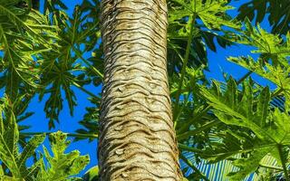 Beautiful papaya tree in tropical nature in Puerto Escondido Mexico. photo