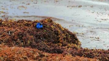 Very disgusting red seaweed sargazo beach with garbage pollution Mexico. video