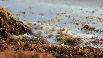 hermosa playa caribeña totalmente sucia sucio asqueroso problema de algas mexico. video