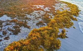 Caribbean beach sunset totally filthy dirty nasty seaweed problem Mexico. photo