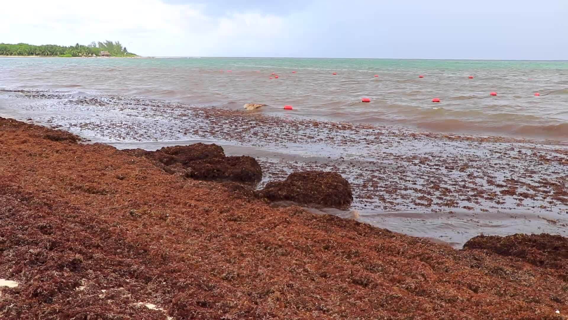 Beautiful Caribbean beach totally filthy dirty nasty seaweed problem
