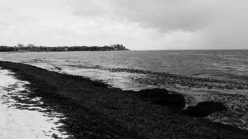 bellissimo caraibico spiaggia totalmente sporco sporco cattiva alga marina problema Messico. video