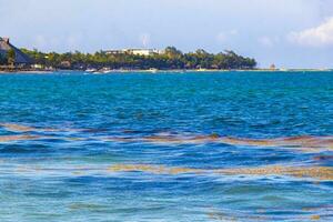 Tropical Caribbean beach water seaweed sargazo Playa del Carmen Mexico. photo