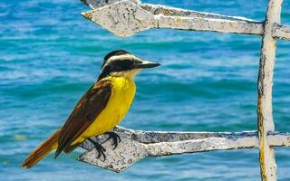 genial kiskadee sentado en metal barandilla a tropical caribe mar. foto